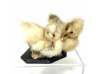 Easter Chicks Taxidermy
