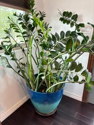 H40 Zamioculas Zamifola Zz Plant In 22' Container Plants Stand 60' Tall