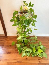 H66 Pothos Plant And Stand 32' Tall