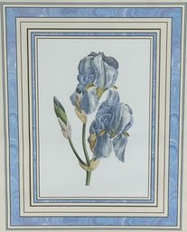 Blue Iris Lithograph