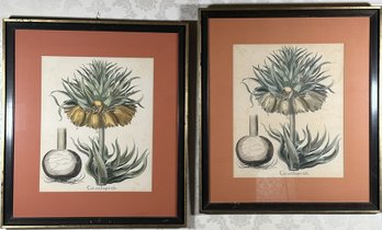 Pair Basilius Besler Botanical Lithograph