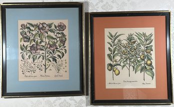 (2pcs) Basilius Besler Botanical Lithograph