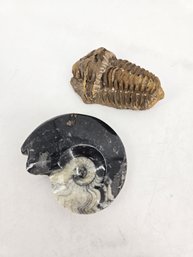 Lot Of Two- Ancient Marine Fossils - Trilobite - Ammonite