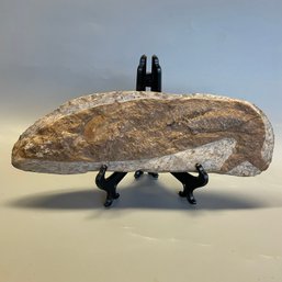 Rhacolepis  Buccalis Fossil Fish  Santana Formation Brazil Cretaceous Period