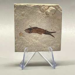 Knightia Fish  Fossil Extinct Approx 50 Million Years  Wyoming