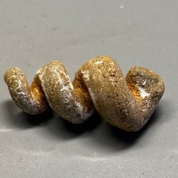 TORTORELLI Gastropod Potamac River, USA  CENOZOIC ERA  50-80 Years Okd