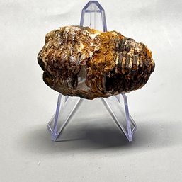 2.6' Calymene Trilobite Fossil Natural Fossilized Collectible Specimen - Morocco