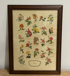 Antique Botanical Print