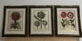 Set Of 3 Antique Botanical Prints