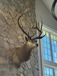 12 Pount Elk Shoulder Mount