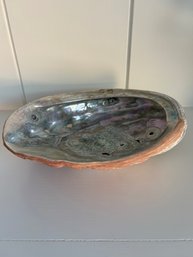 Abalone Shell