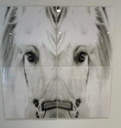 4 Piece Horse Photo In Lucite