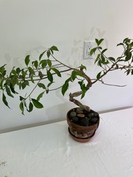 GOLDEN GATE FICUS BONSAI