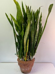 SNAKE PLANT IN TERRA COTTA POT
