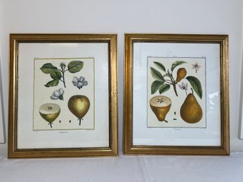 Pair Of Fruit/Pear Engraving On Wove Paper With Gold Frames By Henri Louis Duhamel Du Monceau