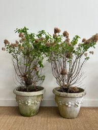 Pair Of Large Cement Planters With Hydrangea Bushes