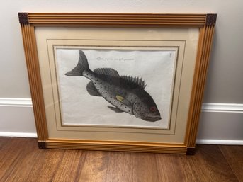 Vintage Framed Fish Print