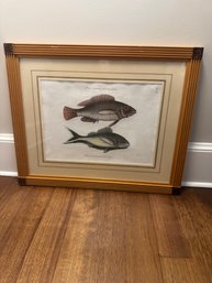 Vintage Framed Fish Print