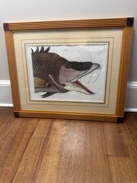 Vintage Framed Fish Print