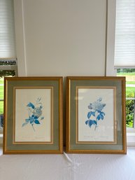 Pair Of Queen Elizabeth 'roses' By P.J. Redoute