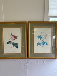 Pair Of Prints By Pierre-joseph Redoute 'rosa Damascena Celsiana Aurora Rosier'