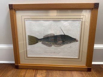 Vintage Framed Fish Print
