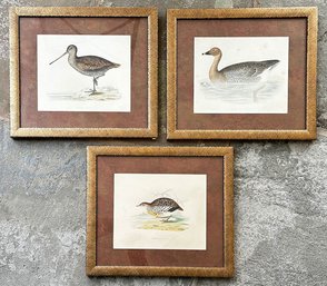 Collection Of 3 Framed Beverley R. Morris Bird Prints