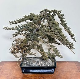Bonzai Tree In A Ceramic Planter