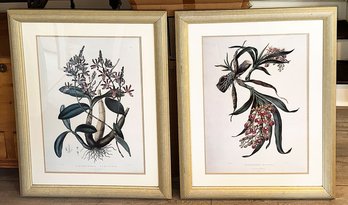 Pair Of Framed Botanical Prints - James Bateman's Orchidaceae Of Mexico And Guatemala