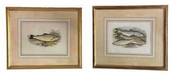 Pair Of Lithograph Prints From W. Houghton's 'British Fresh-Water Fishes'