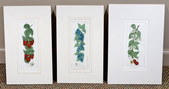 Set Of 3 Bailey Tidwell Limited Edition Fruit Prints - Strawberries, Blueberries, Cherries - Signed