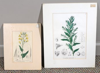 Pair Of Vintage Botany Prints