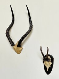 Vintage Impala And Deer Horns