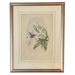 John Gould Hummingbird & Botanical Lithograph Print