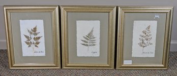Lot Of 3 Framed Leaf Prints On Paper