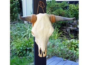 Steer Skull With Horns