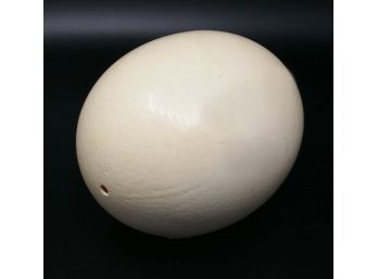 Authentic Ostrich Egg
