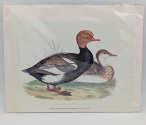 Duck Art Print