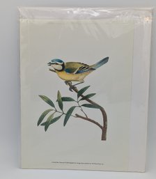 ART Print - 'Blue Titmouse' By George Shaw