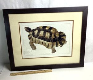 Vintage Framed Tortoise Print, Framed, NO SHIPPING