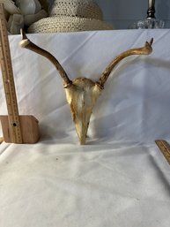 White Tail Deer Antlers Skull Mount From 1997