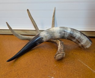 Genuine Deer Antler And Natural Bull Horn Pair For Decor, Craft, Or Display