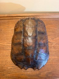 Genuine Turtle Shell Wall Piece