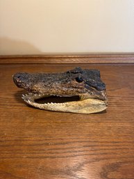 Preserved Alligator Head