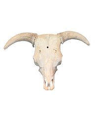 Decorative Longhorn Steer Skull