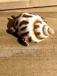 Adorable Babylon Seashell Turtle