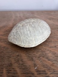 Fossilized Tortoise Shell