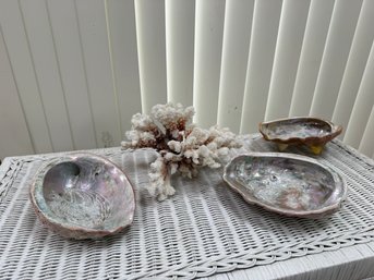 Collection Of Polished Abalone Shells And Coral