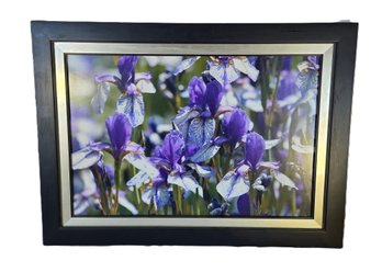 Gorgeous Signed Columbine Flower Custom Framed Photo