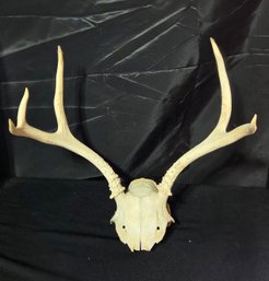 Skull With Horns